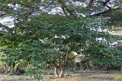 Syzygium samarangense